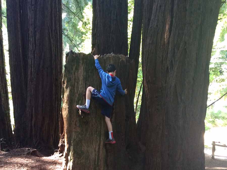 boy-climbing-redwood-tree.jpg