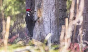 pileated-woodpecker-977085_1280-300x180.jpg