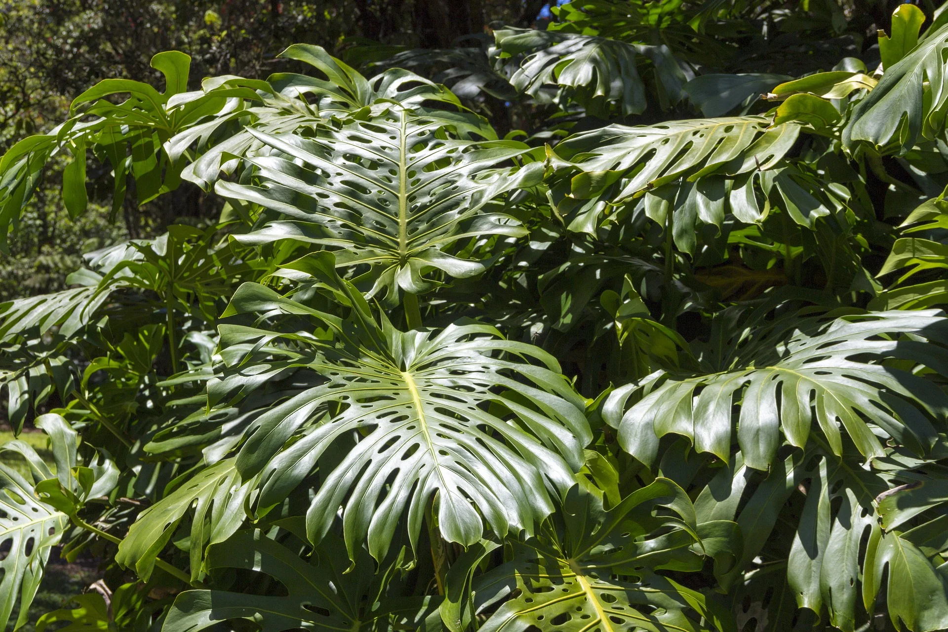 Список тропических растений. Филодендрон монстера. Philodendron camposportoanum