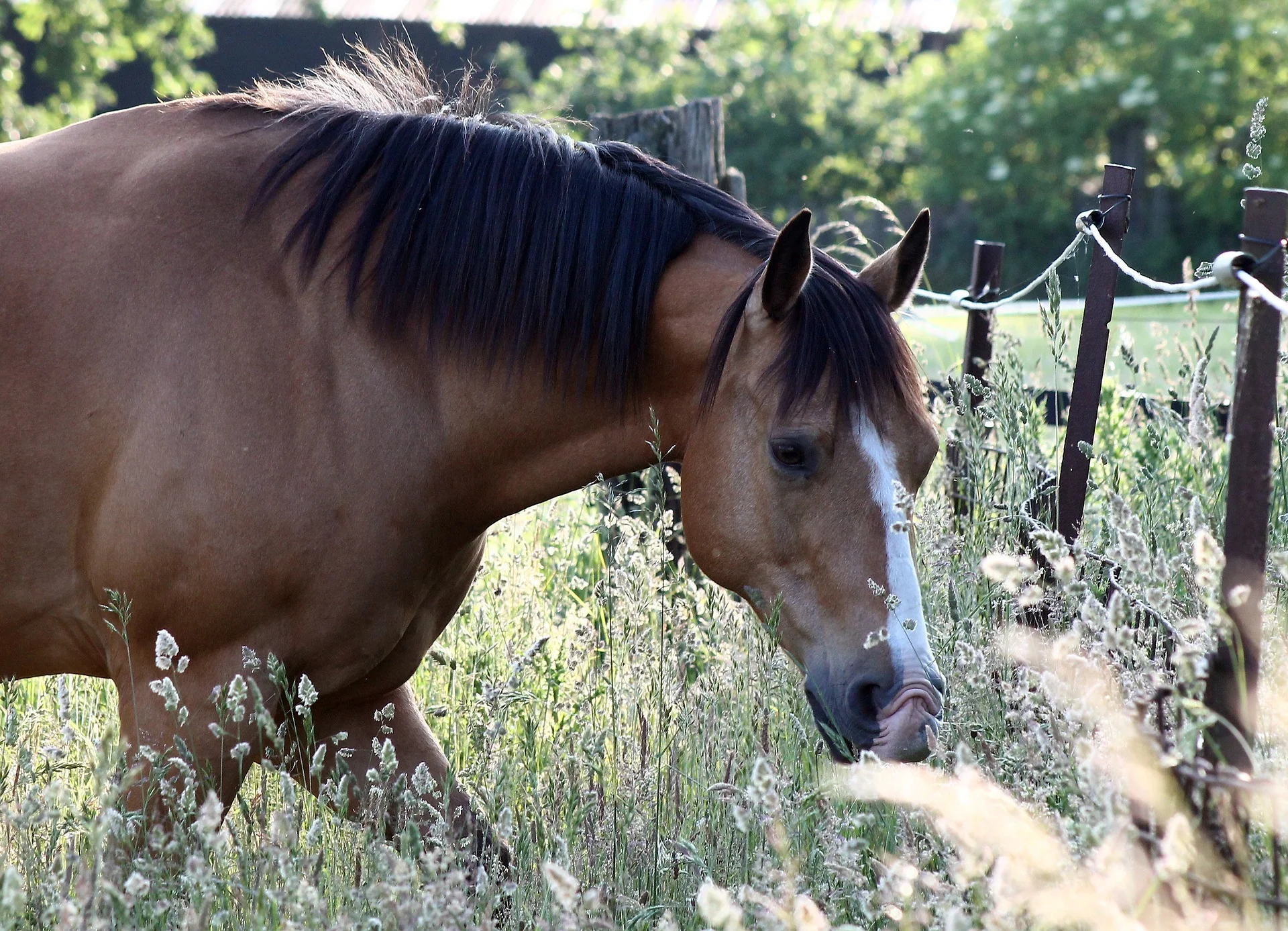 horse-2759673_1920.jpg