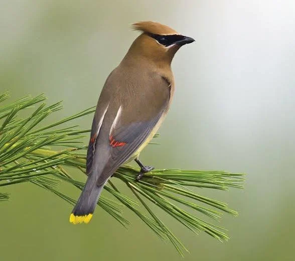 A MUSEUM IN THE TREES - WAXWINGS, NEW SINGLE, GRANT WRITING