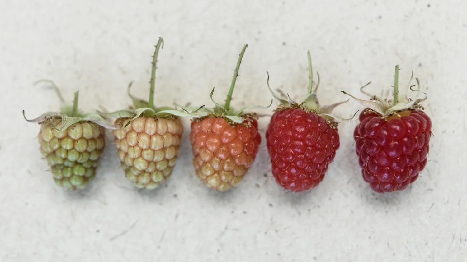 Raspberries.jpg
