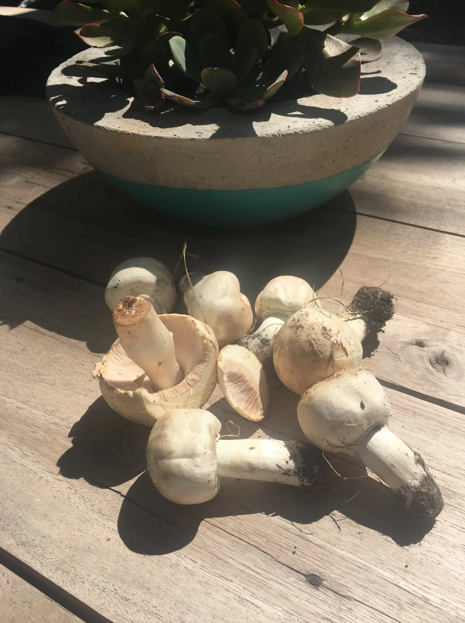 mushrooms.jpg