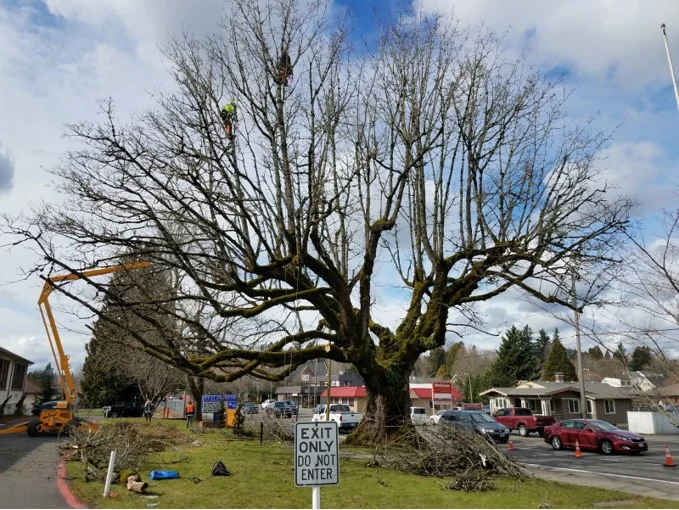 Helping preserve a Heritage Tree.