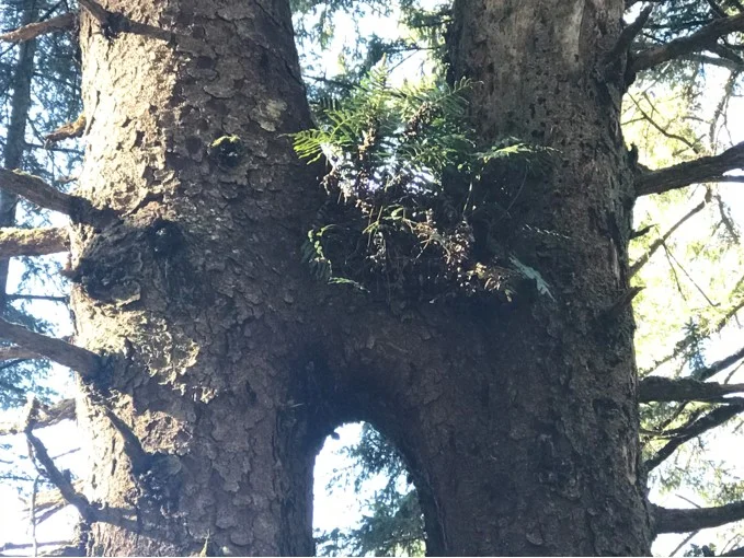 Trees always amaze.