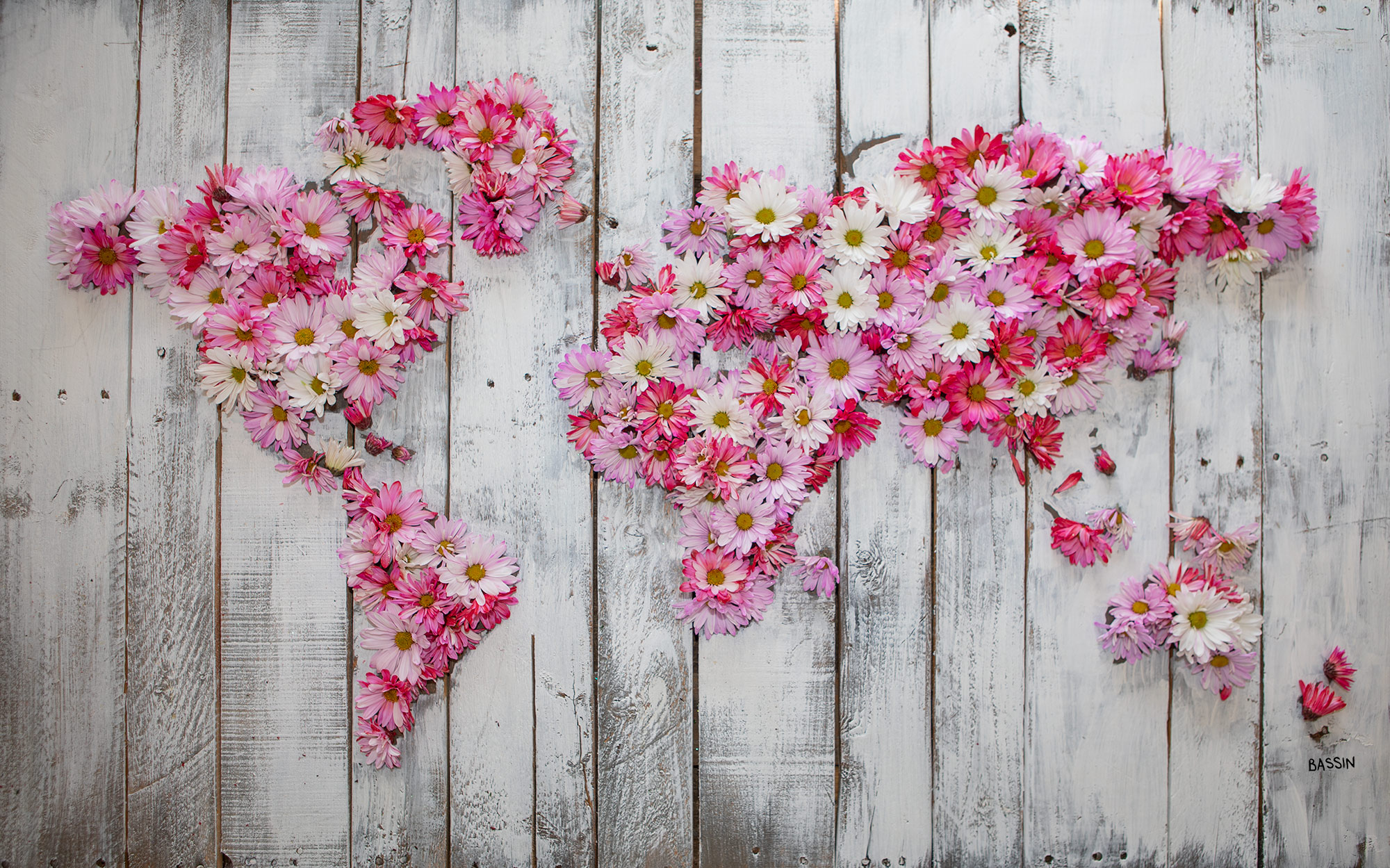 w-w_pink_daisies_on_palette_wood2000.jpg