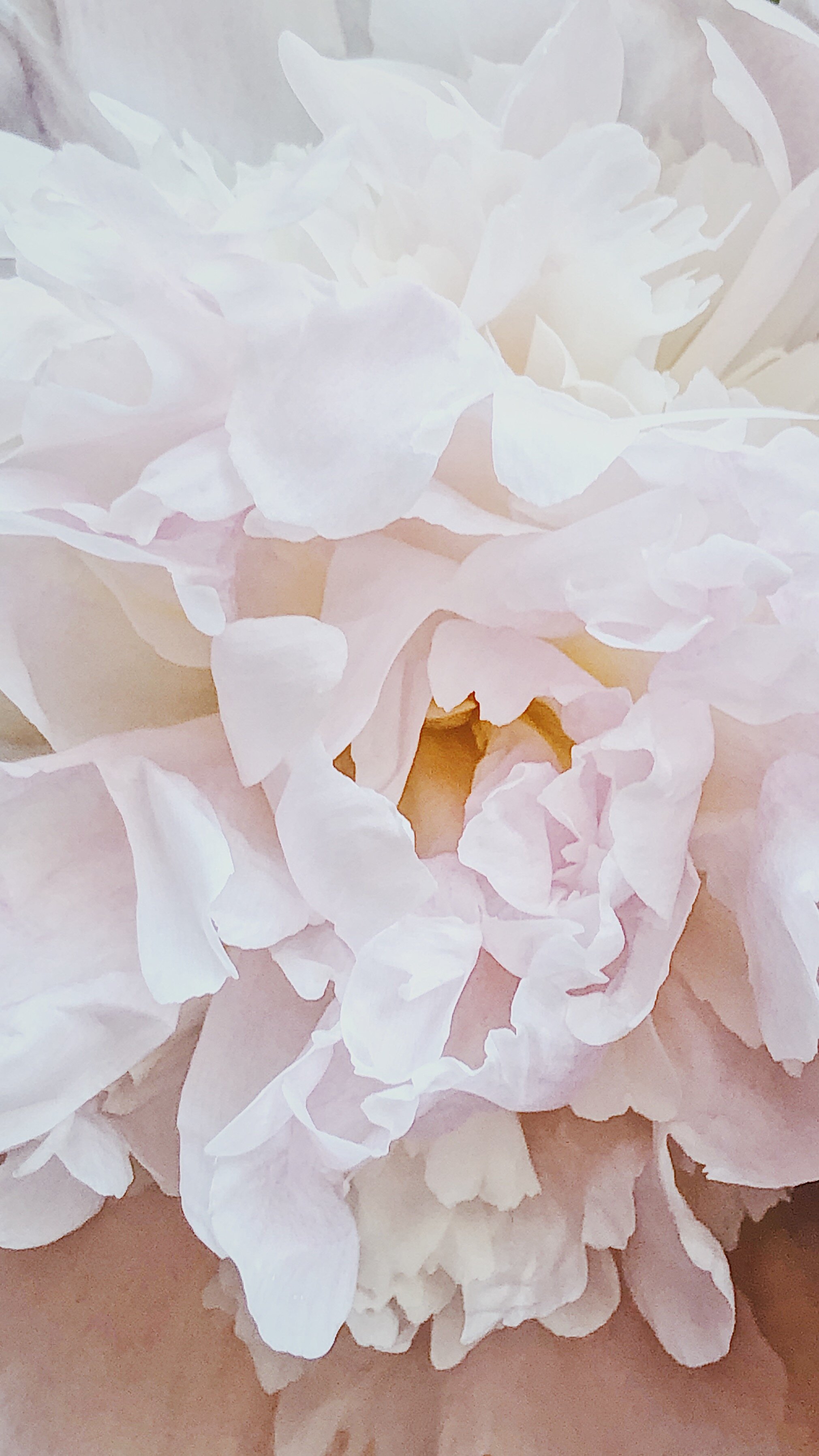 Downloadable Peony Wallpapers — Lily Morello