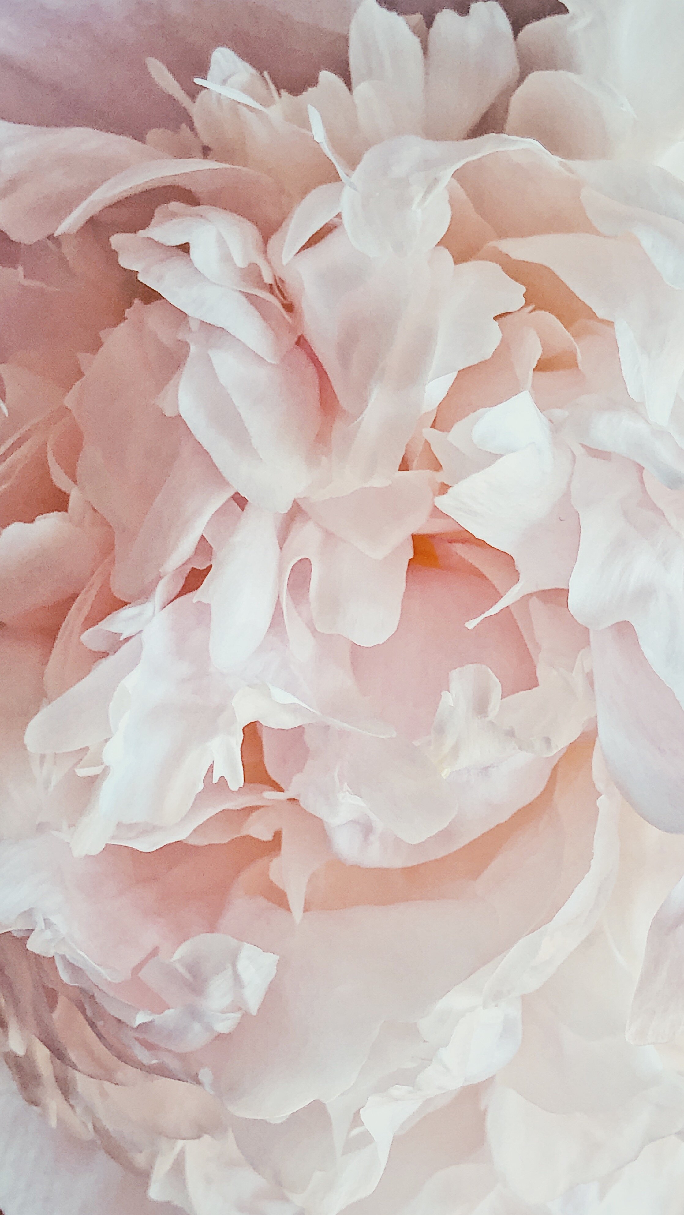 Floral Carpet Or Wallpaper Background Of Pink Peonies Morning Light In The  Room Beautiful Peony Flower For Catalog Or Online Store Floral Shop And  Delivery Concept Stock Photo  Download Image Now 