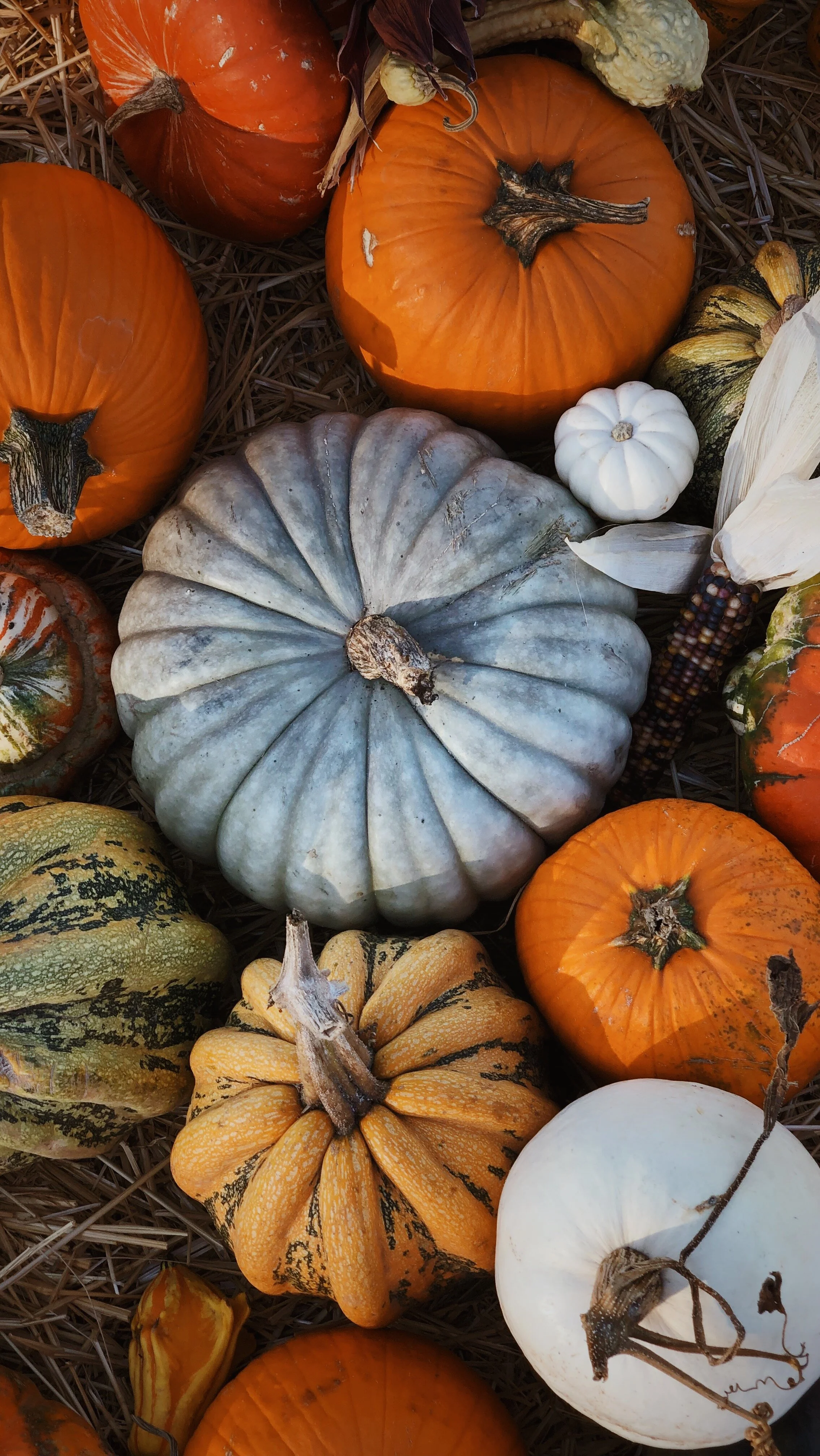 Autumn Pumpkin Wallpaper Charming Pumpkin Wallpaper For Autumn Decor