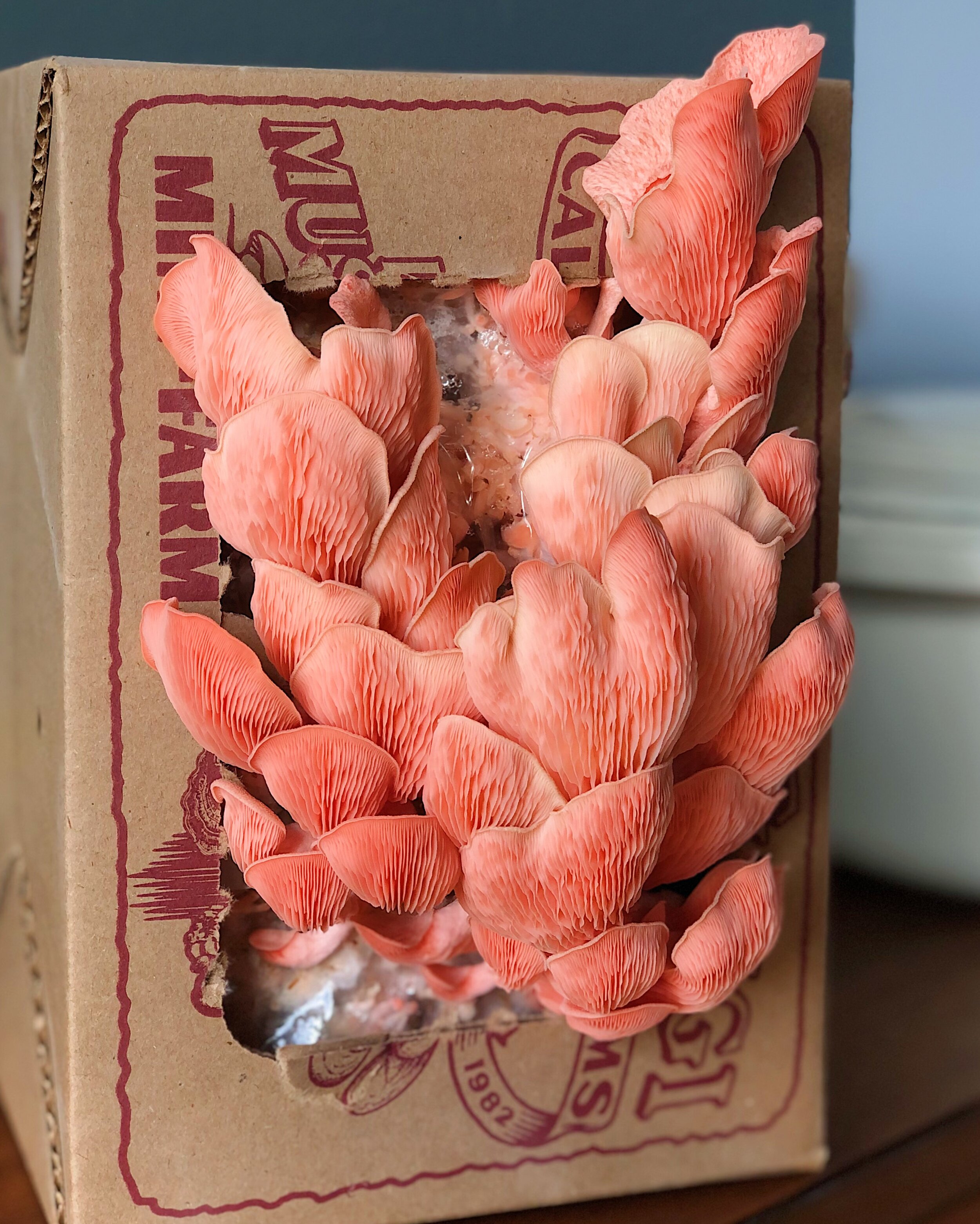 Sun Luck Straw Mushrooms, Whole Peeled, in Brine, Mushroom
