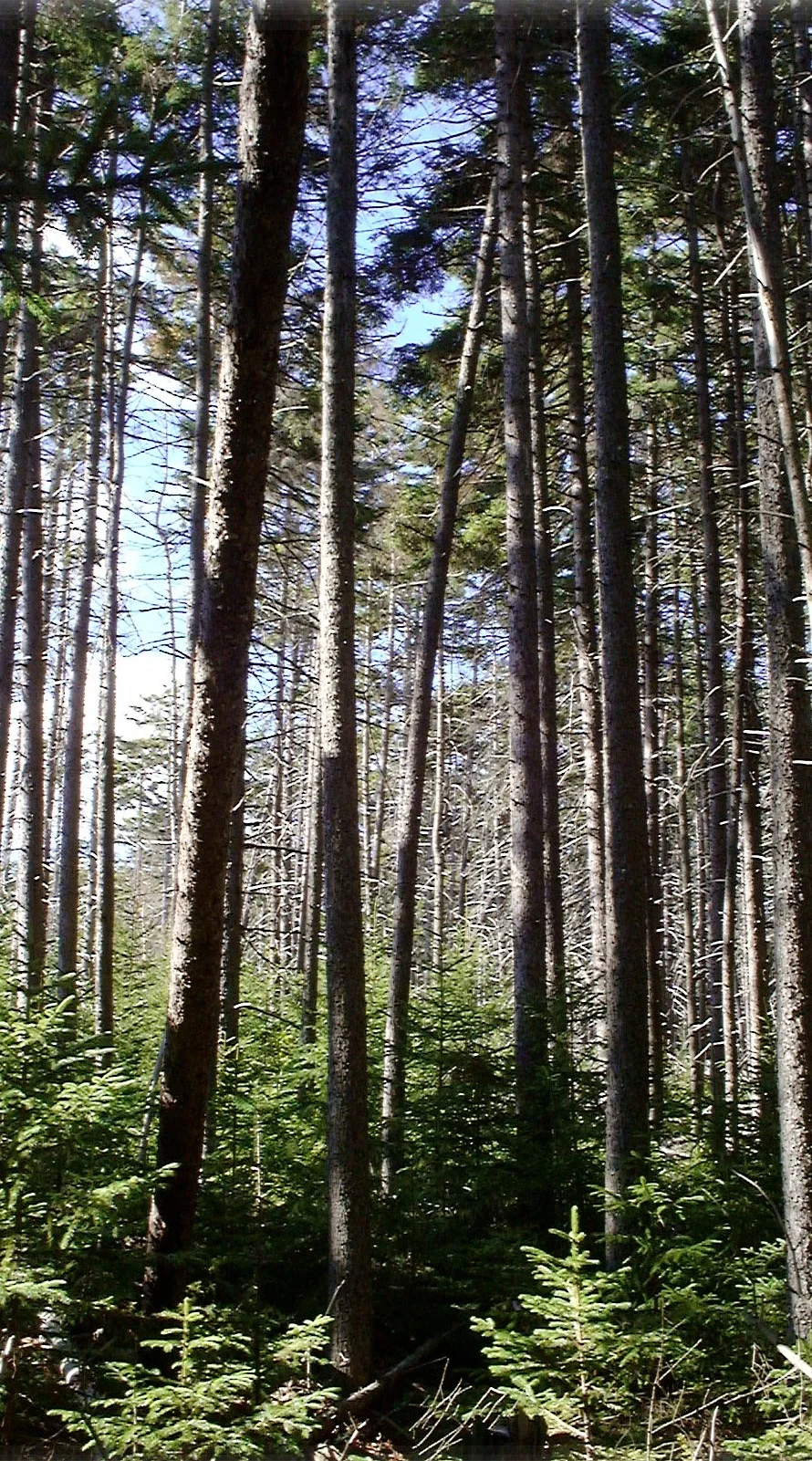 Tall%2Btrees%2528P%2529.jpg