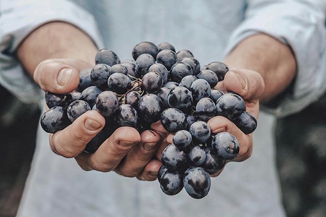 Not sure what&rsquo;s prettier. This bunch of grapes or the wine they&rsquo;re about to become.