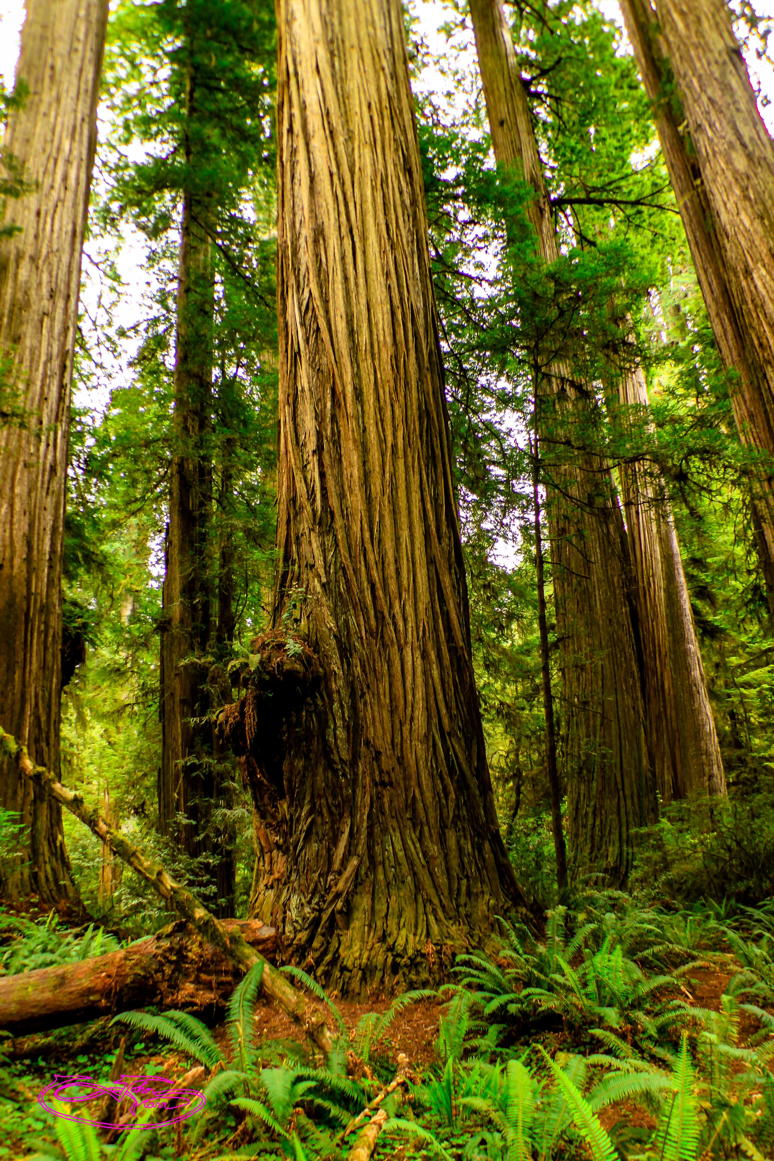 Redwoods of Jedediah Smith