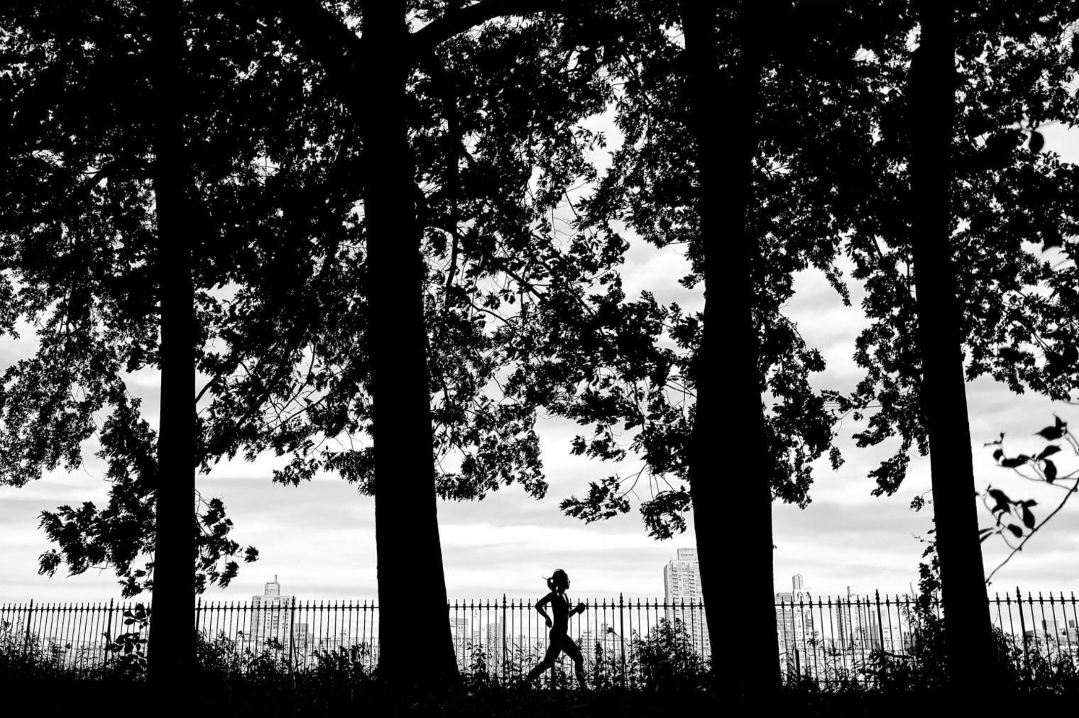 swiftly central park.png