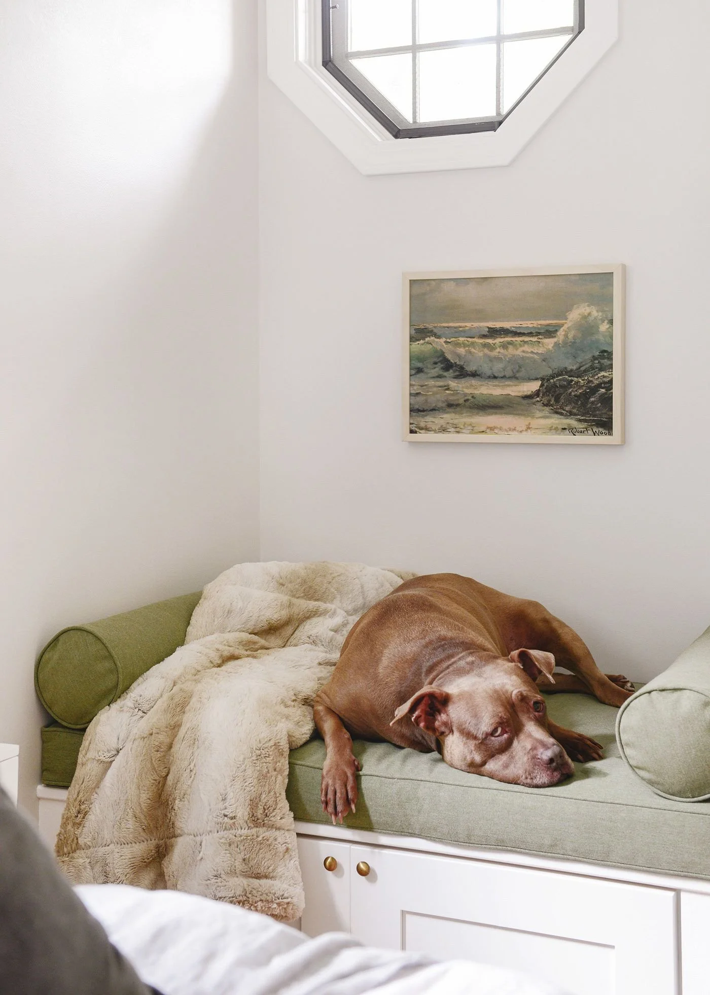 How to Prepare Your Home for a Dog