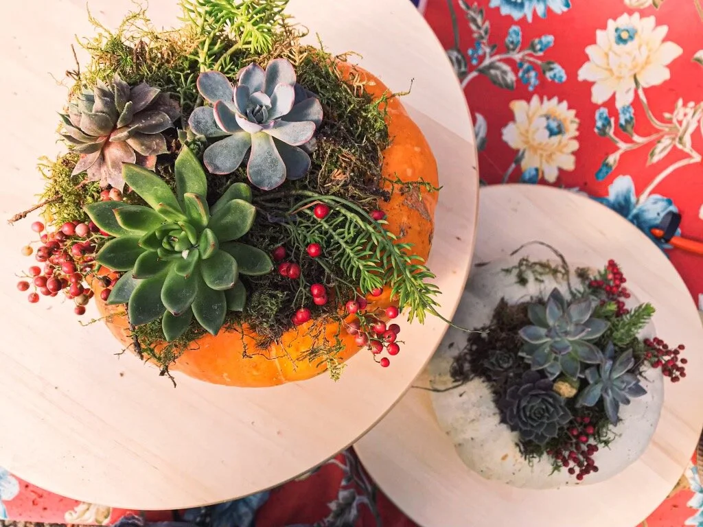 Succulent Pumpkin Workshop