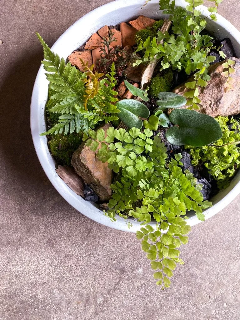 Found Fern Dish Workshop