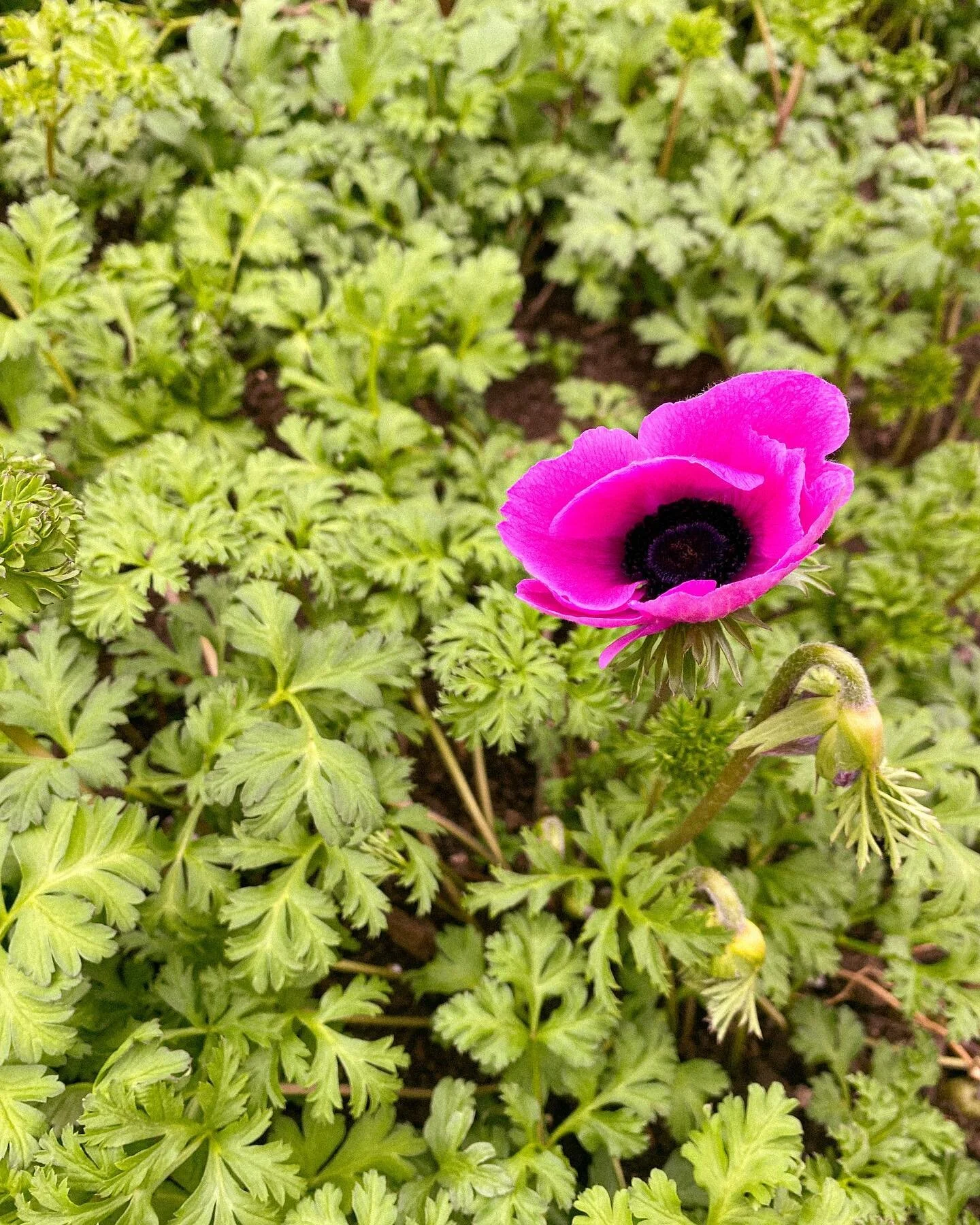 First anemone of the season! 
Trialing with different successions this year and this particular planting is blooming at least two months earlier than we were expecting! So sweet to see a little sign of spring.