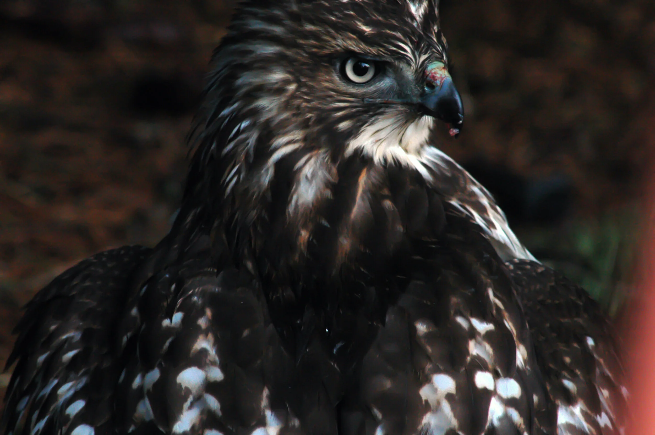 scarybird.jpg