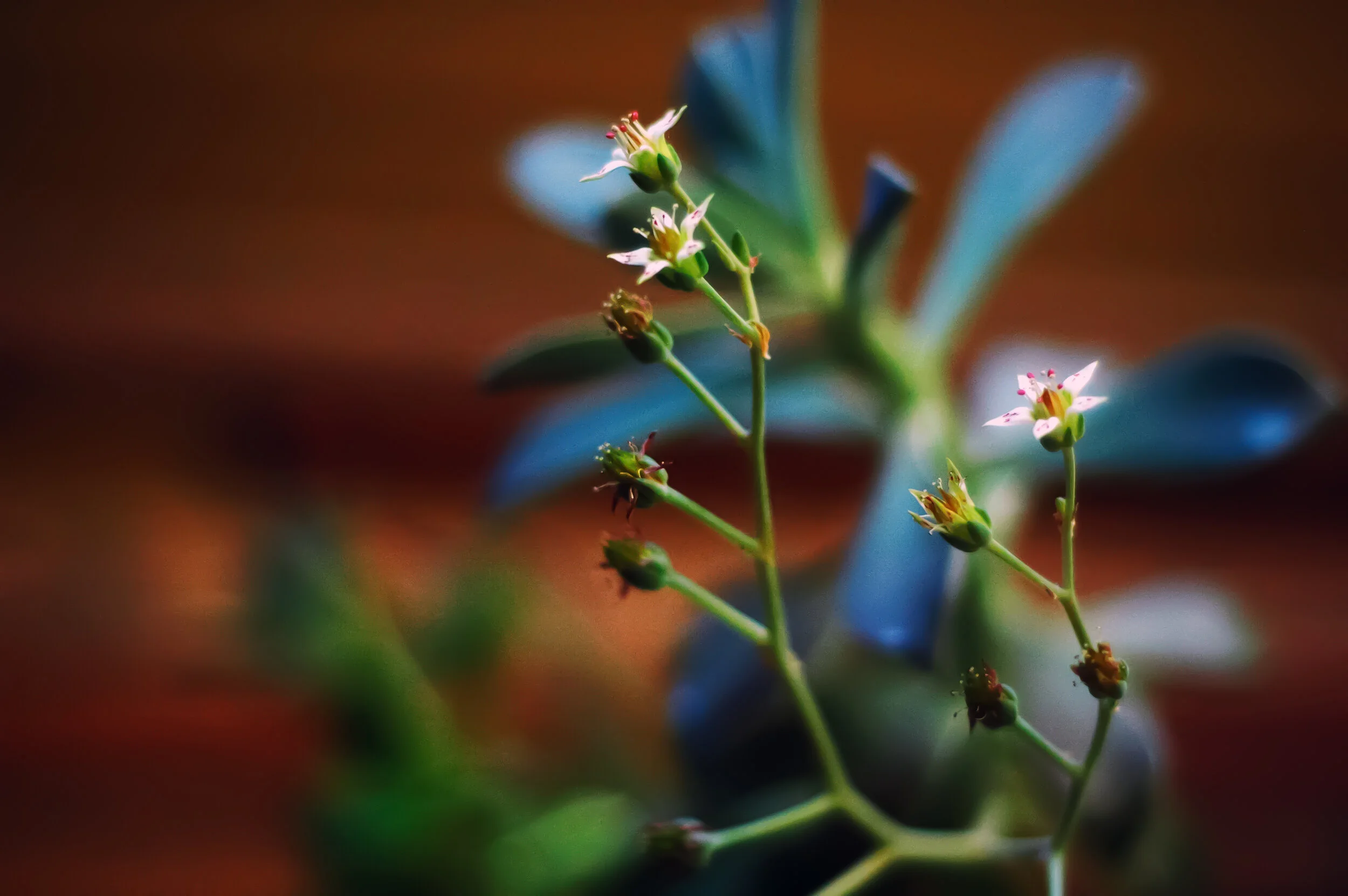 flowerupdate.jpg
