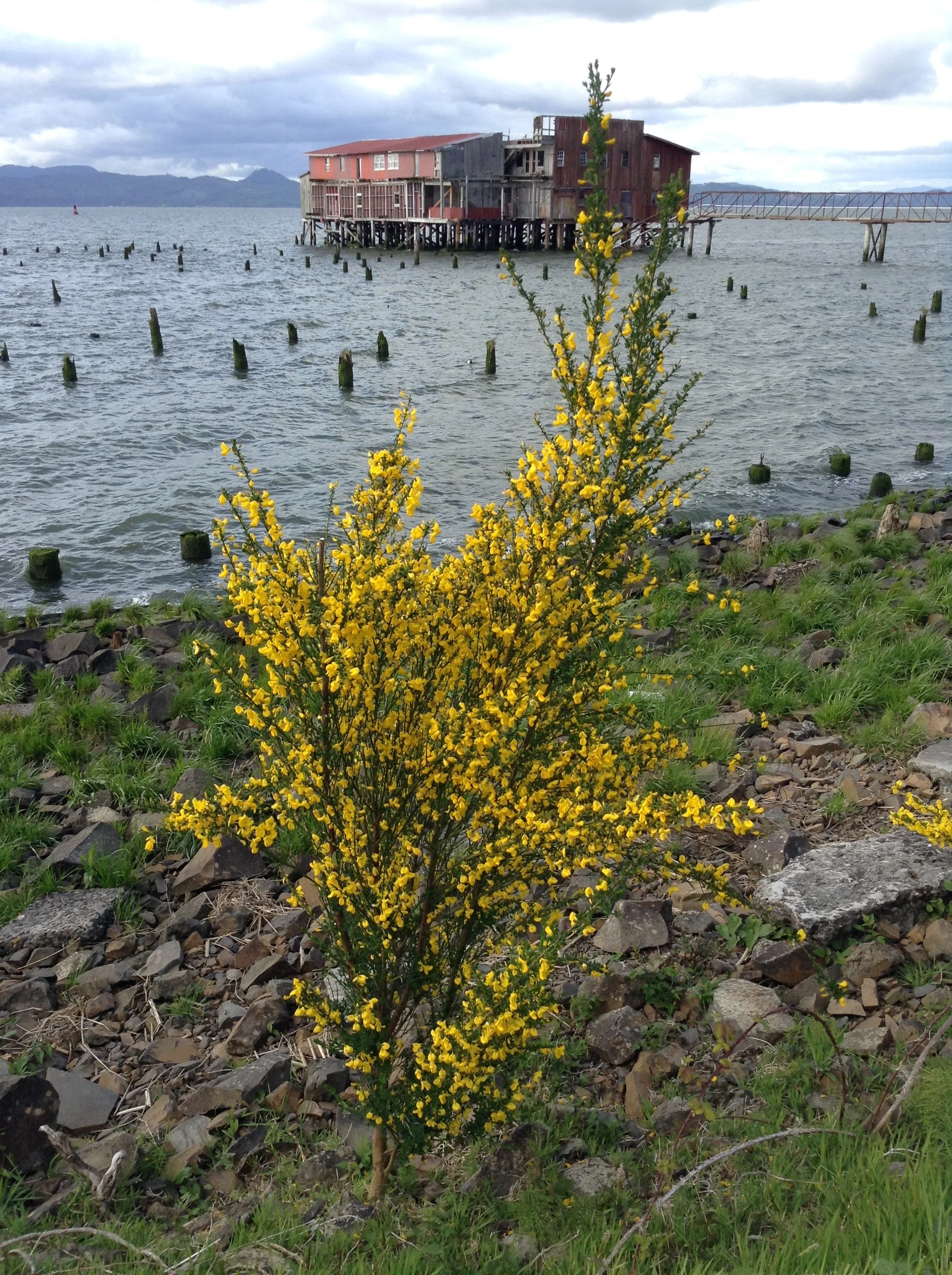 Invaders! Scotch Broom &amp; Hadrian's Wall