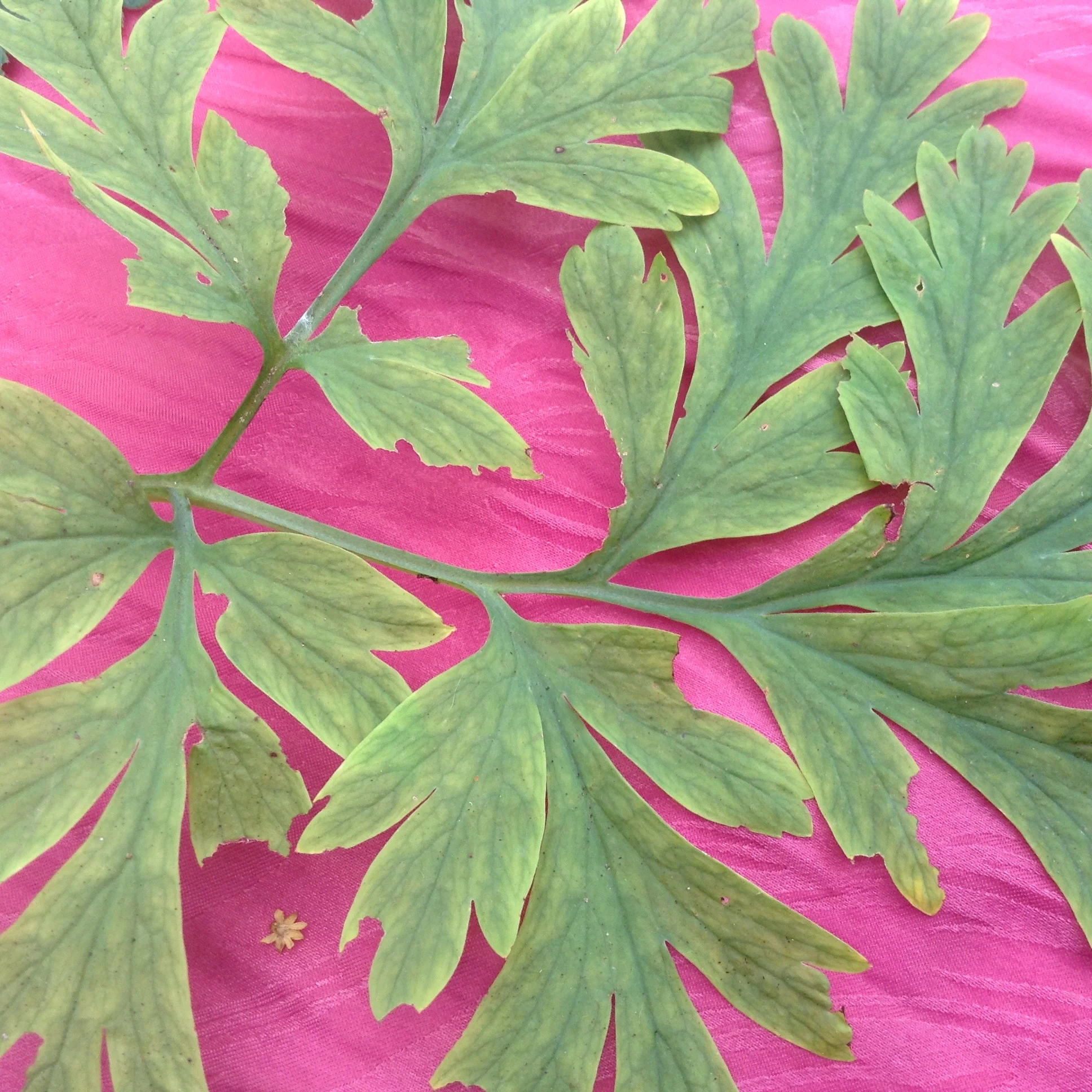 2017, the summer of plant love.