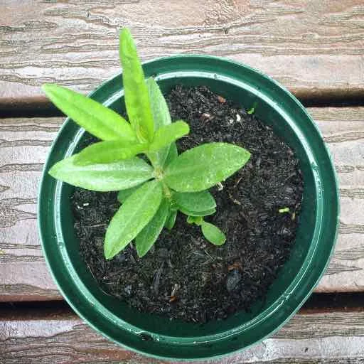 madder plant