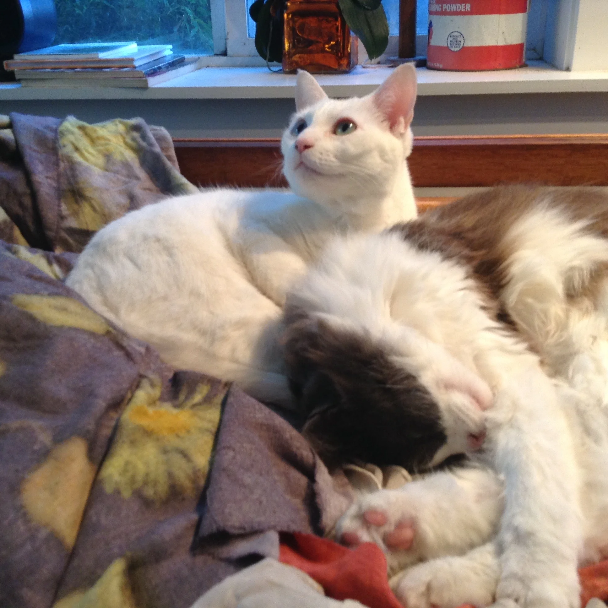 My constant companions in the studio.