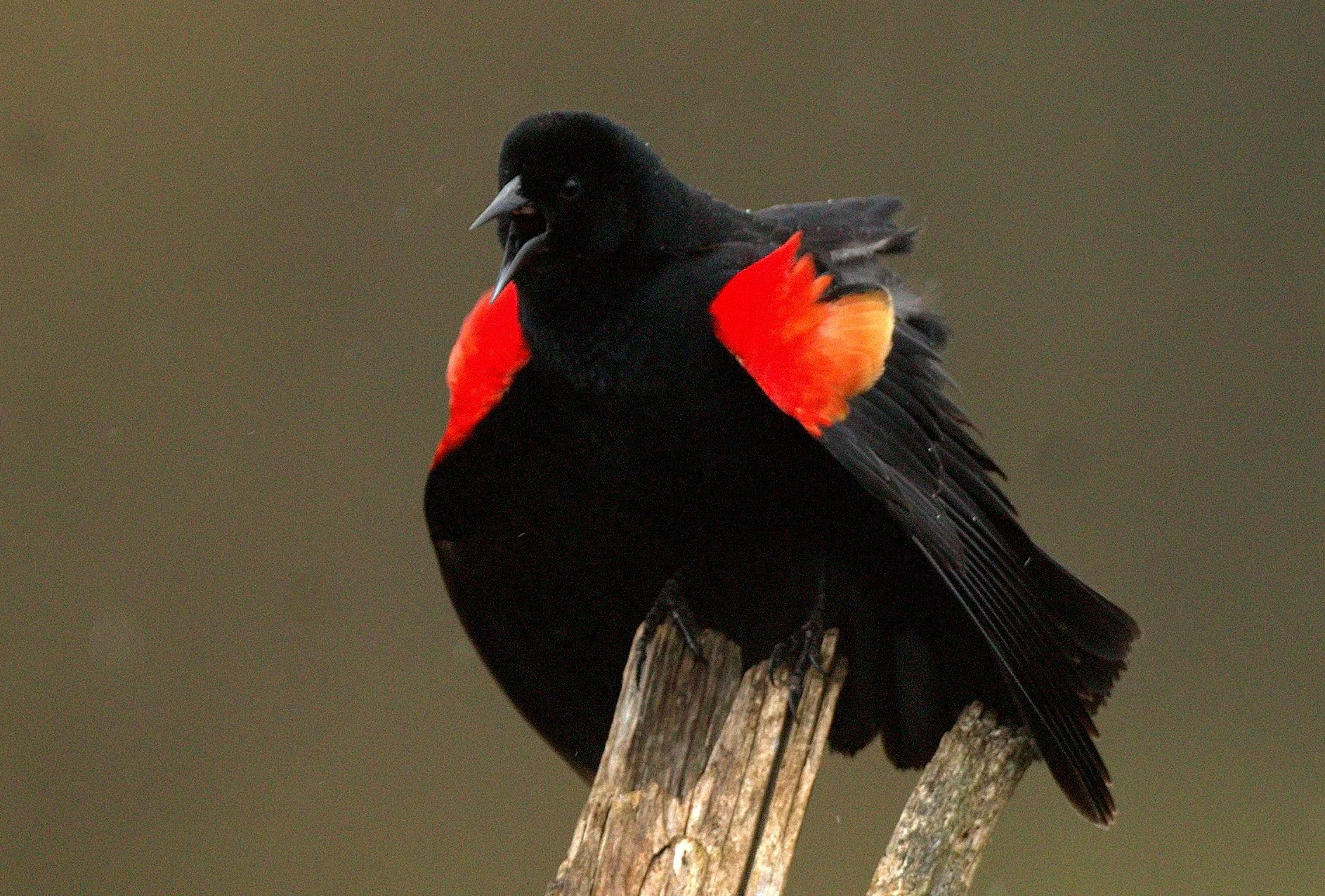 Redwing Blackbird Project - Single Month Card