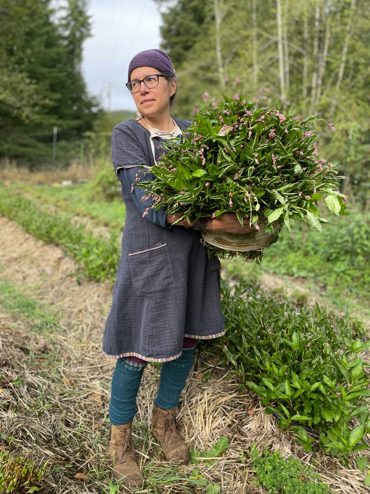 Indigo Harvest