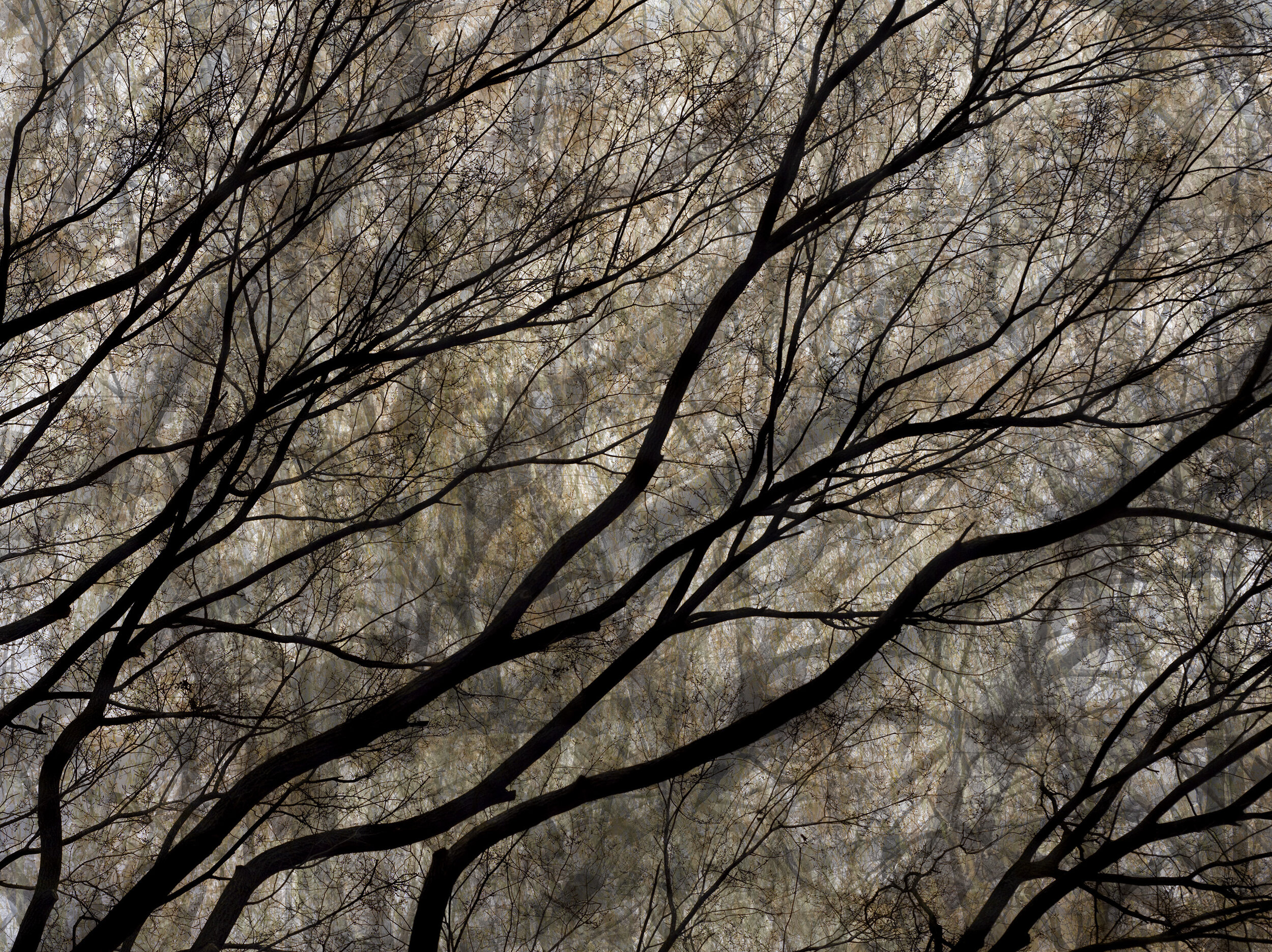 UNTITLED.  TREES 147  |  David Zimmerman