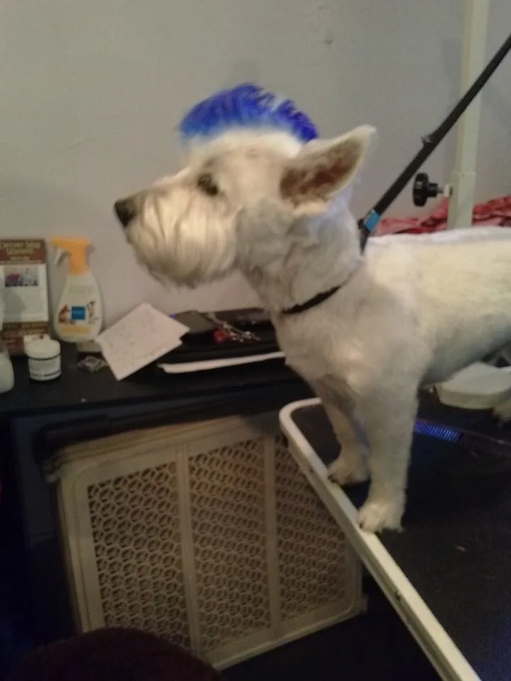 Brody.jpg