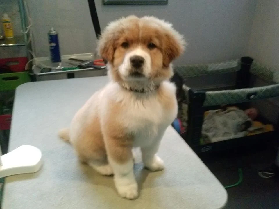 Charlie.jpg