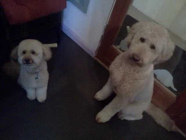 Cooper and Sadie.jpg