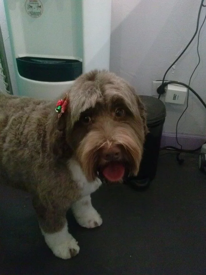 Gracie.jpg