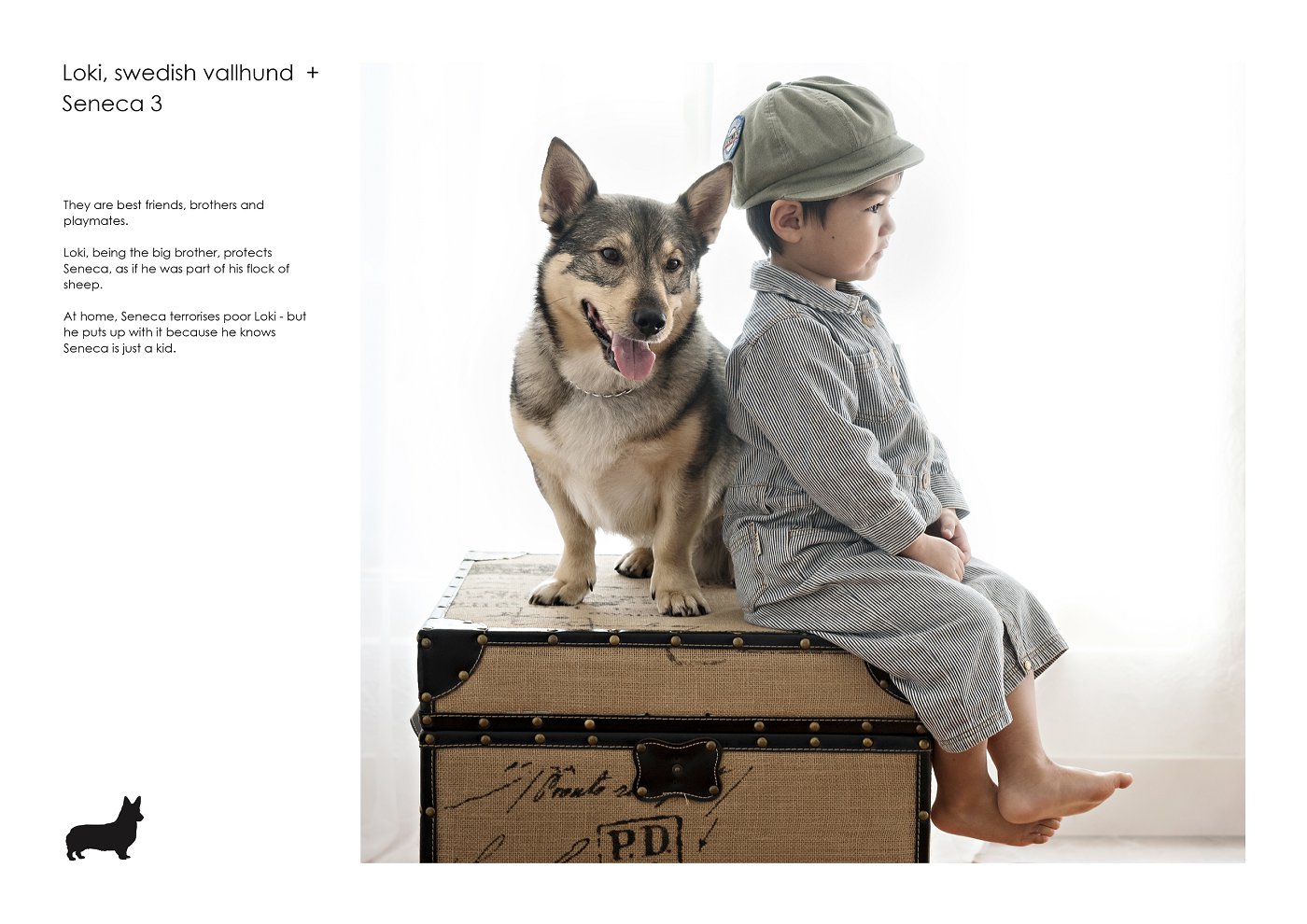 sydney dogs and kids photographer