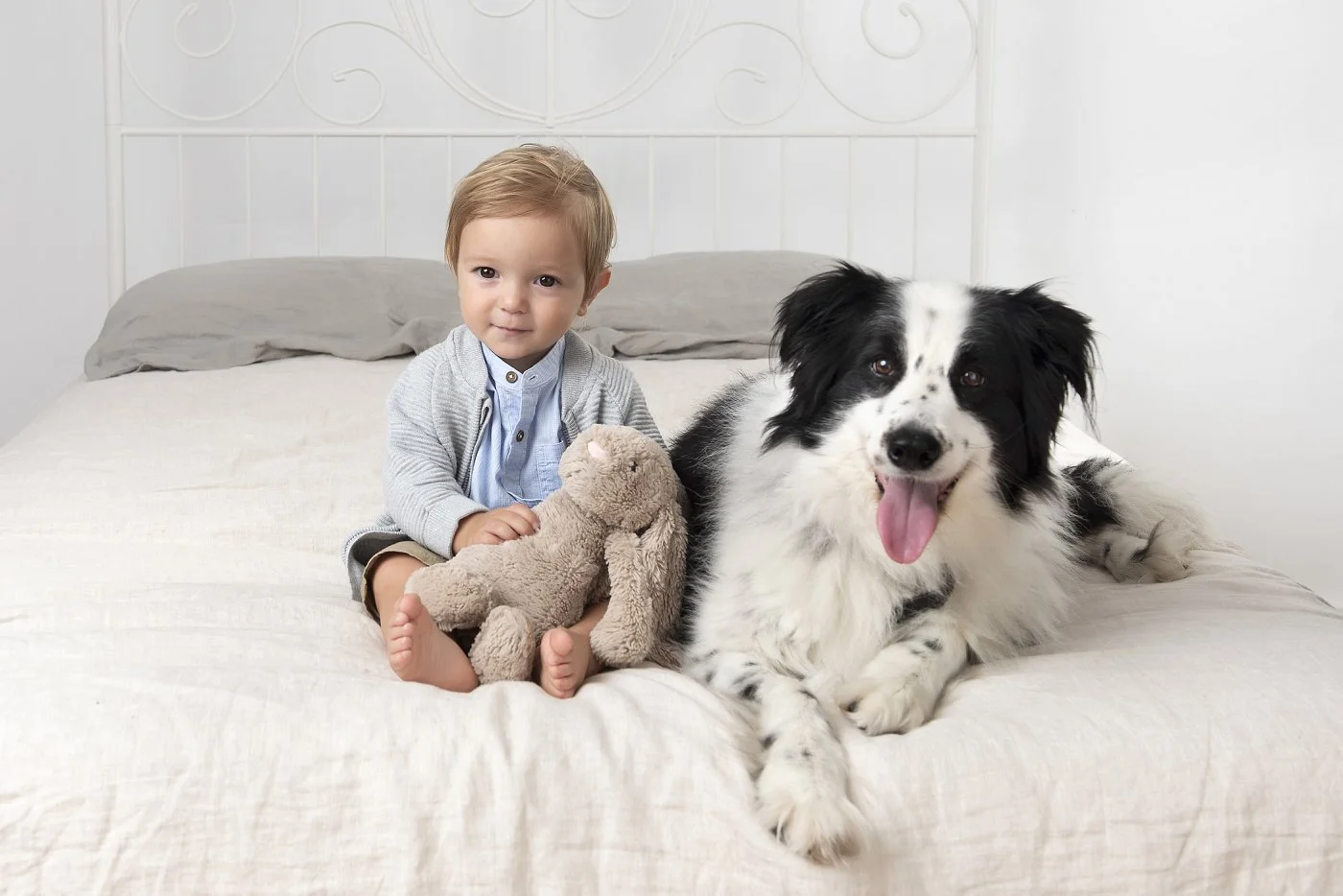Professional Dog Photography