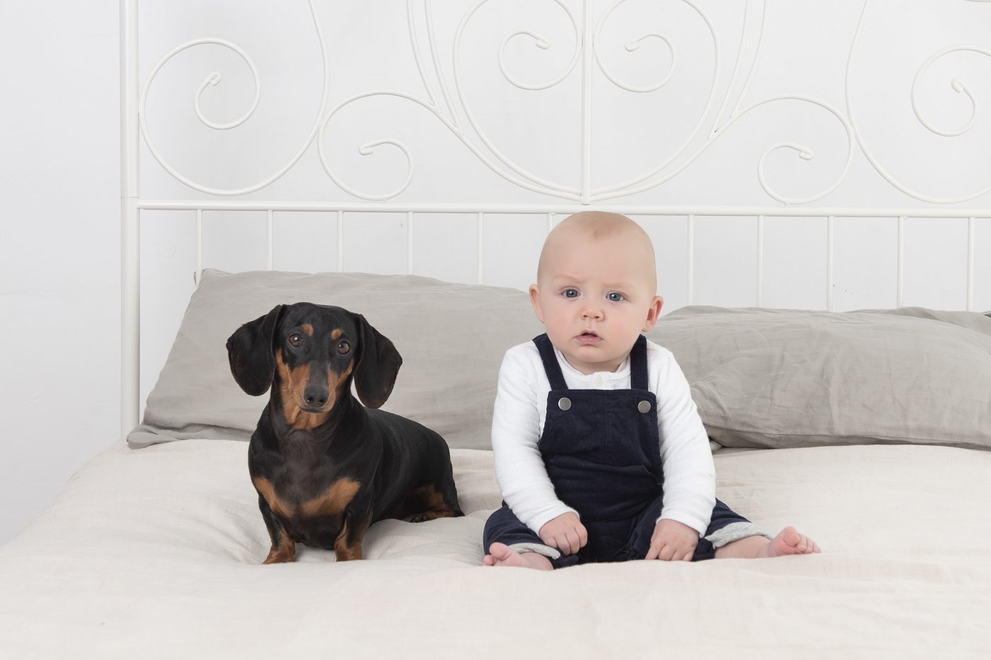 Dog and Newborn session