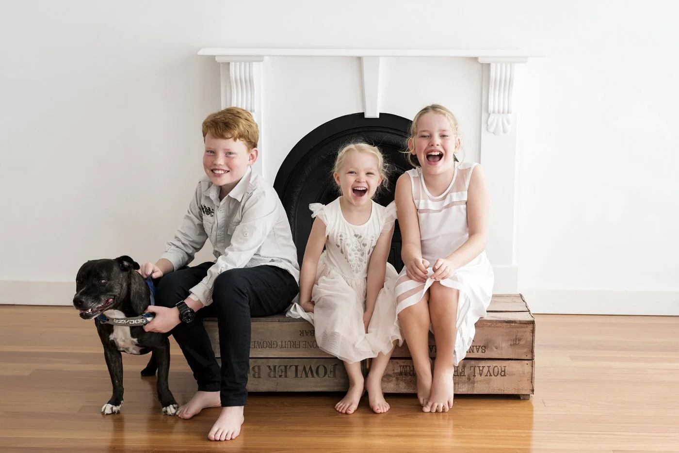 Gordon dog studio photography