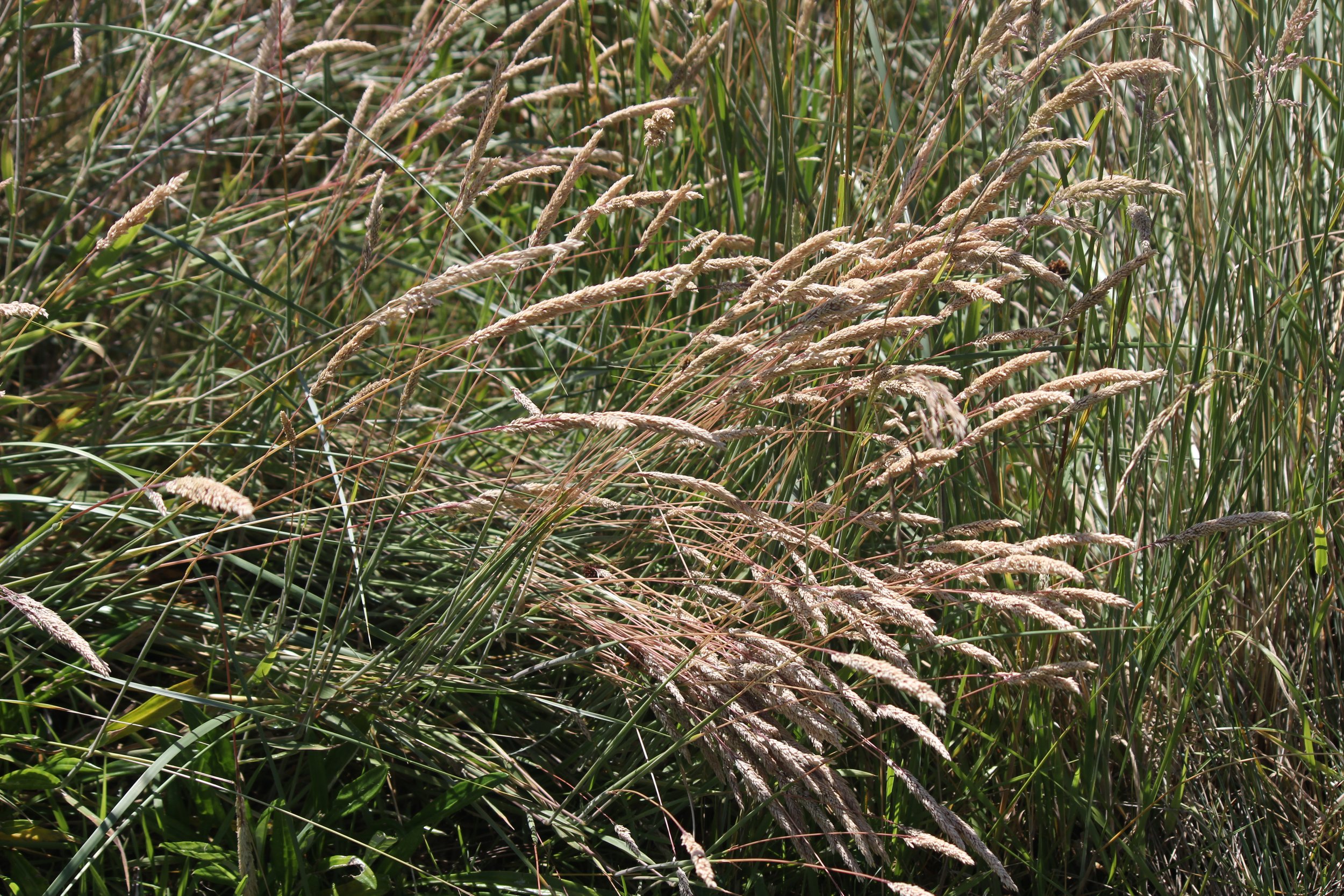 Kaye Giameos,Tall Grass