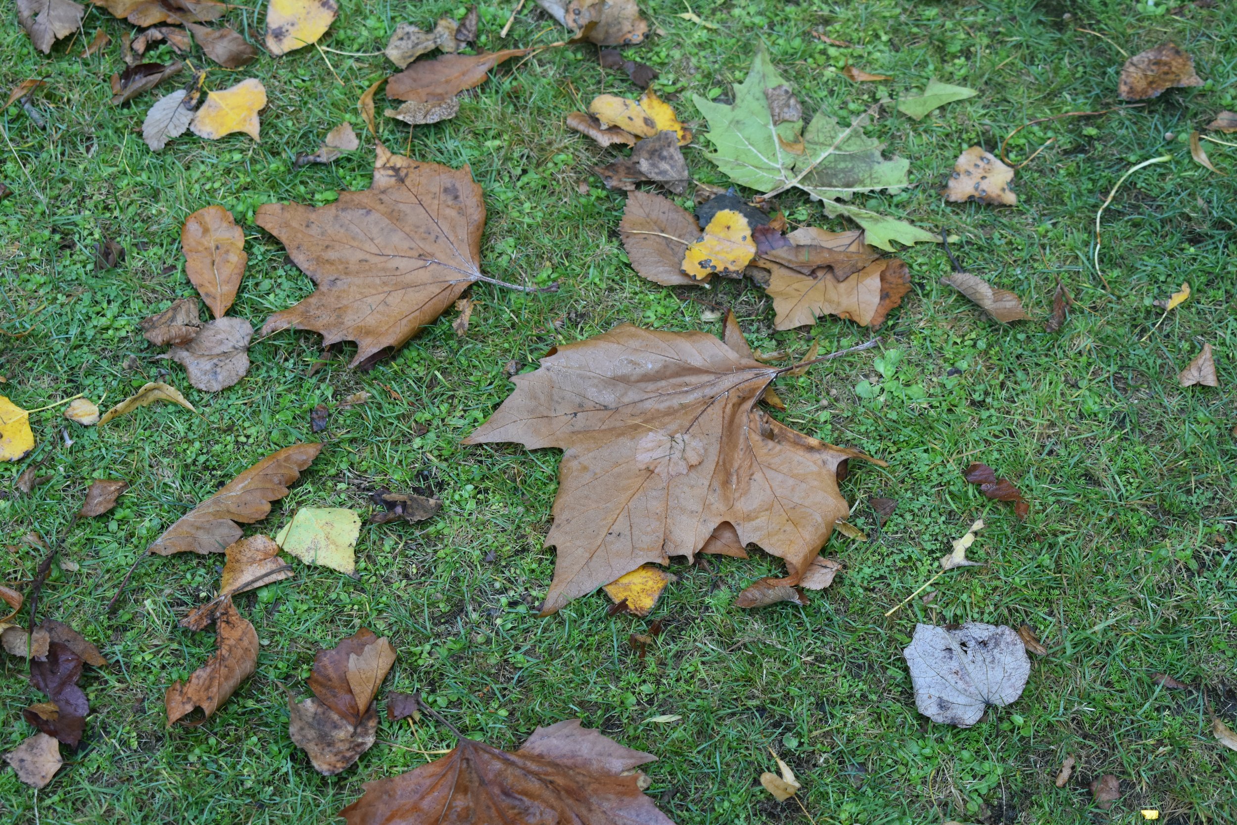 Bradley Fysh, Leaves on the Ground
