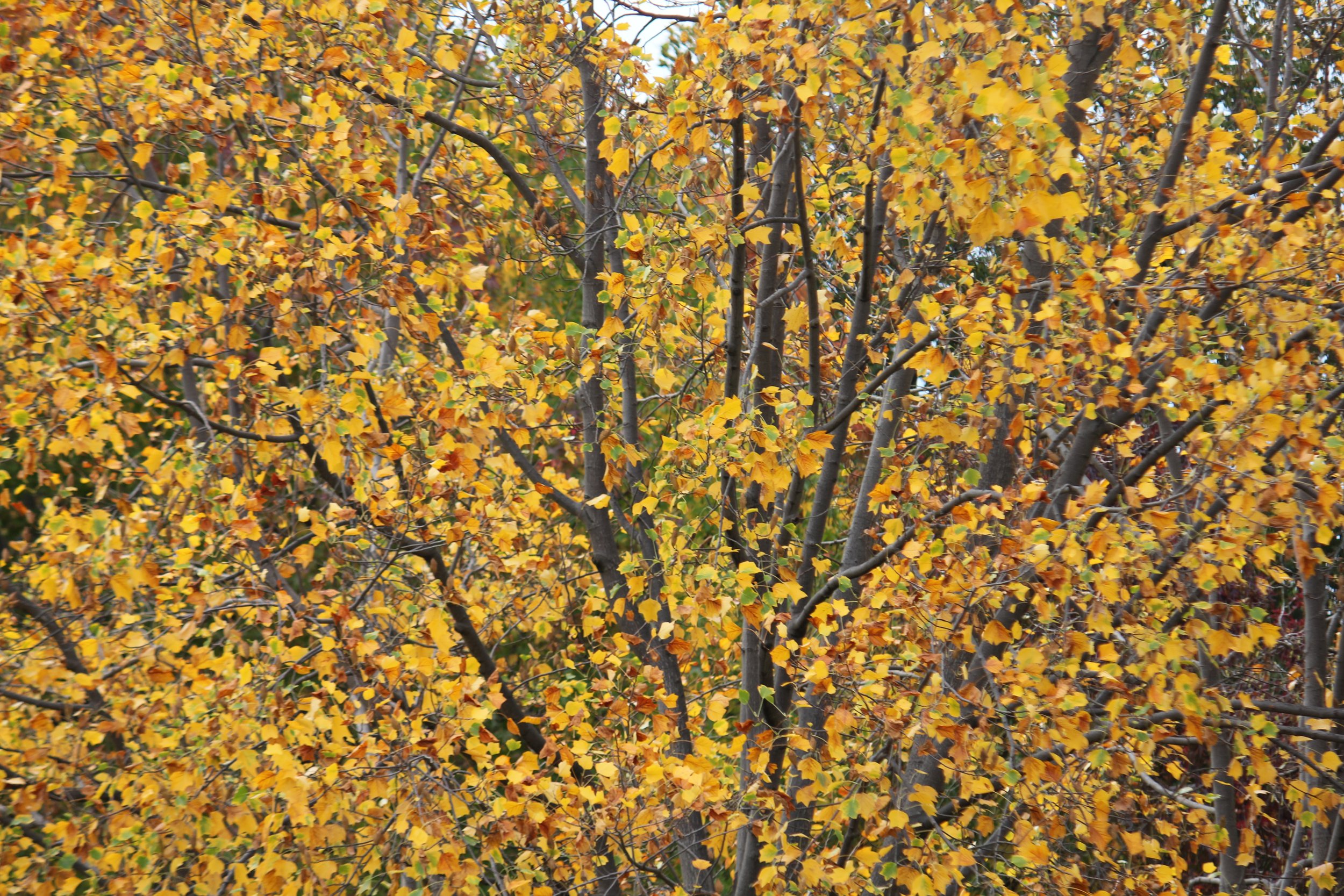 Pailin Morton, Tree in Autumn