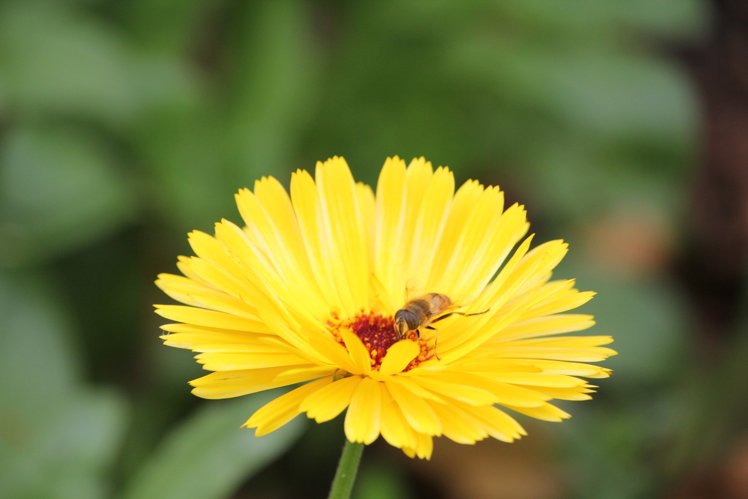 Shaun Phillips, Bee on Yellow Flower