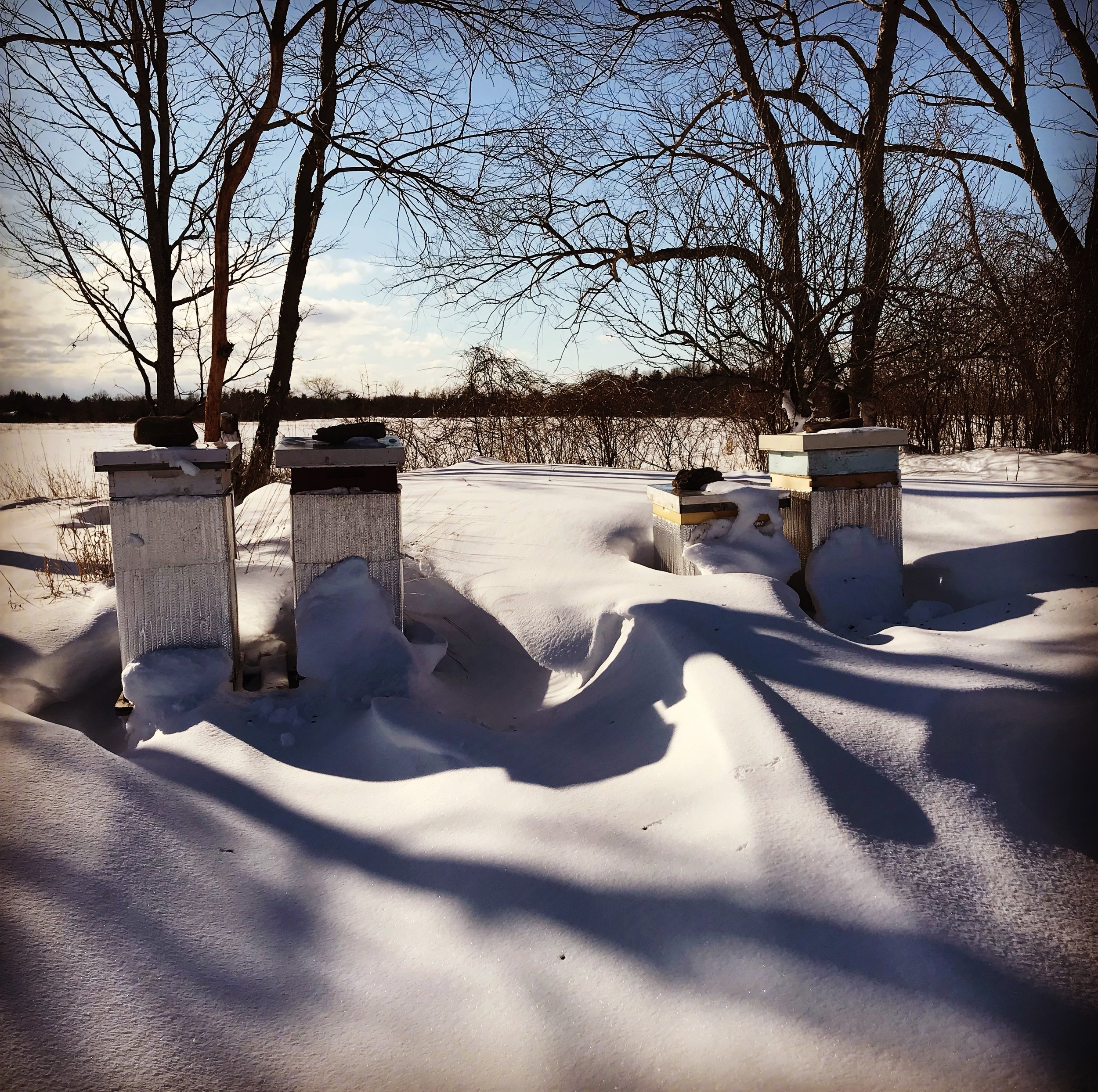 Our home hives after a snowstorm