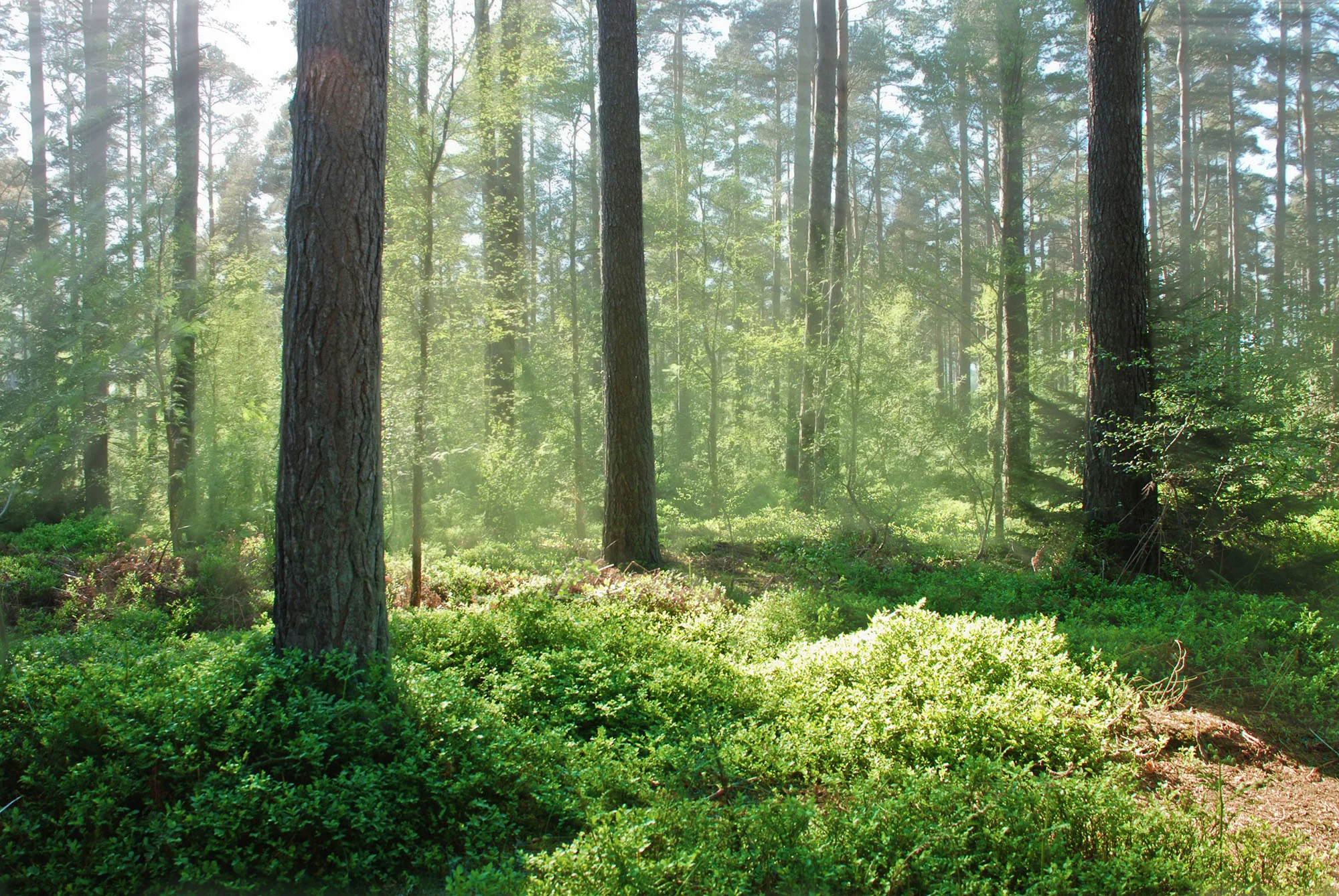 Nature-forrest-threetrees-.jpg
