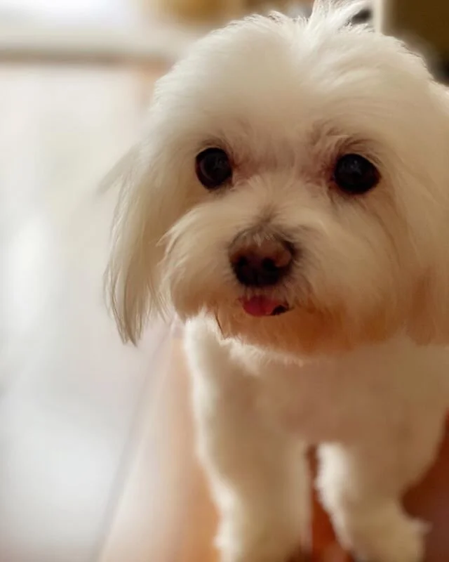 Finally we had a fresh haircut today! Yay! Happy mama, happy life. 🐶😂