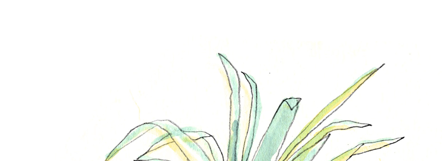 spider_plant.jpg