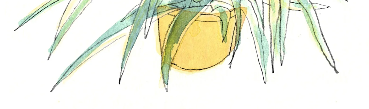 spider_plant.jpg