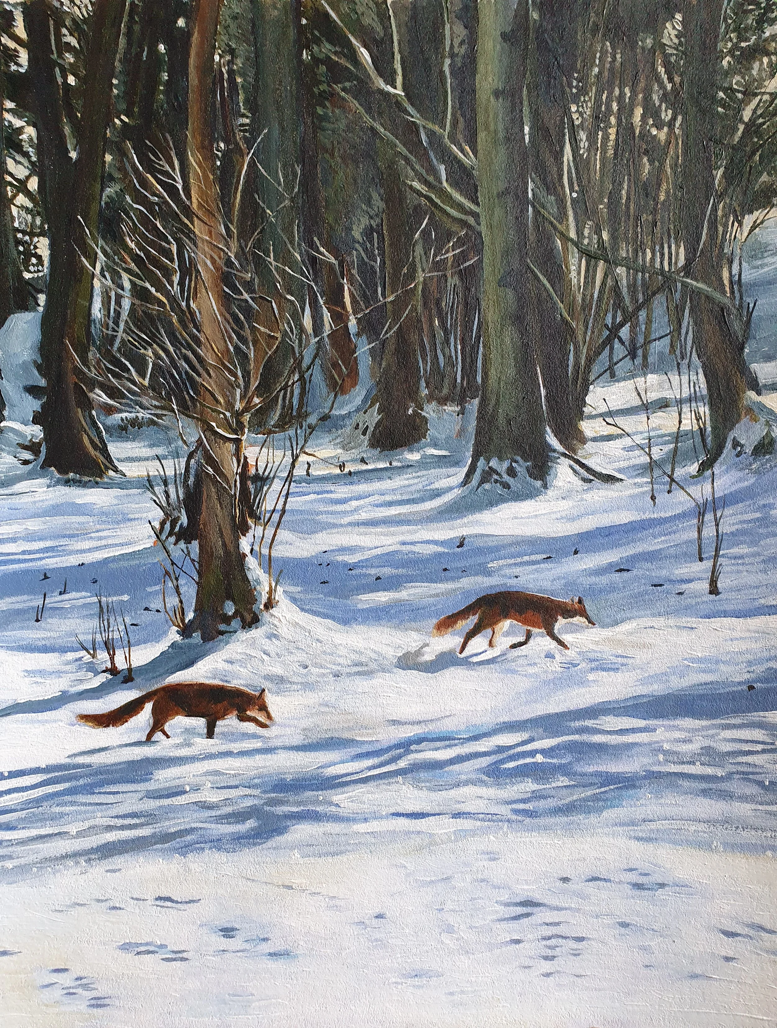 Foxes in the snow, South Wales