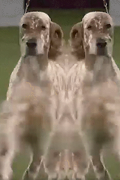 Best in Show_thumbnail.gif